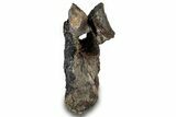 Bargain, Fossil Dinosaur Vertebra - Montana #316931-1
